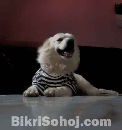 german spitz